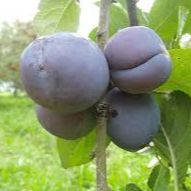 Prunier - Prunus domestica "Monarch"