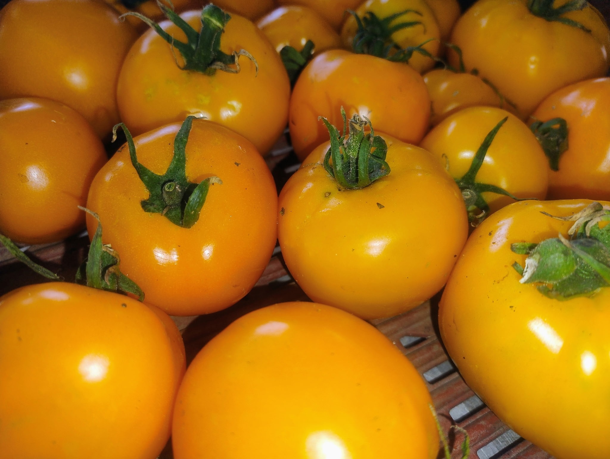 TOMATE (Russian Jaune)
