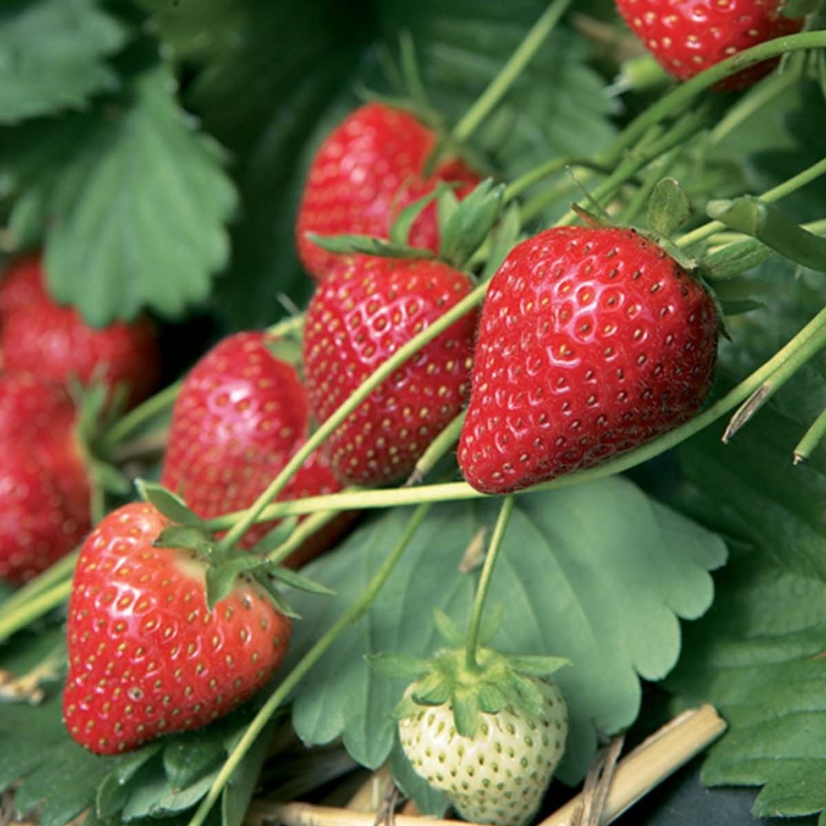 Fraisiers (Fragaria × ananassa) 'Charlotte' - 1l
