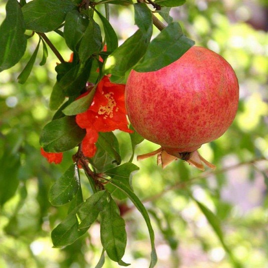 Grenadier 'Mollar de Elche' Pot 3L