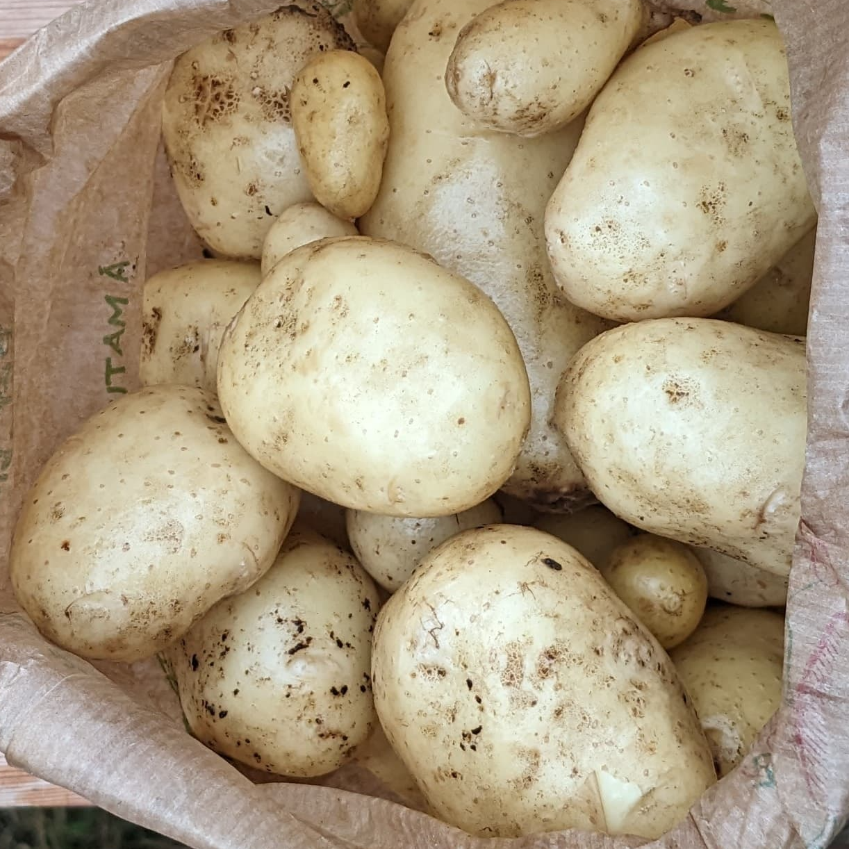 Pomme de terre chair ferme