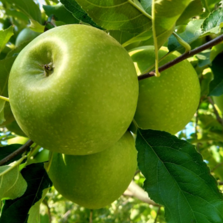 Pommier 'Granny Smith' / Em7 Racines nues