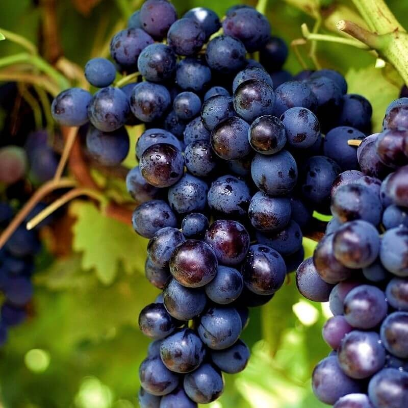 Raisin Noir (100gr)