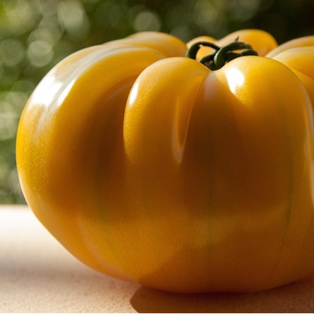 Tomate Ananas - godet 8 cm