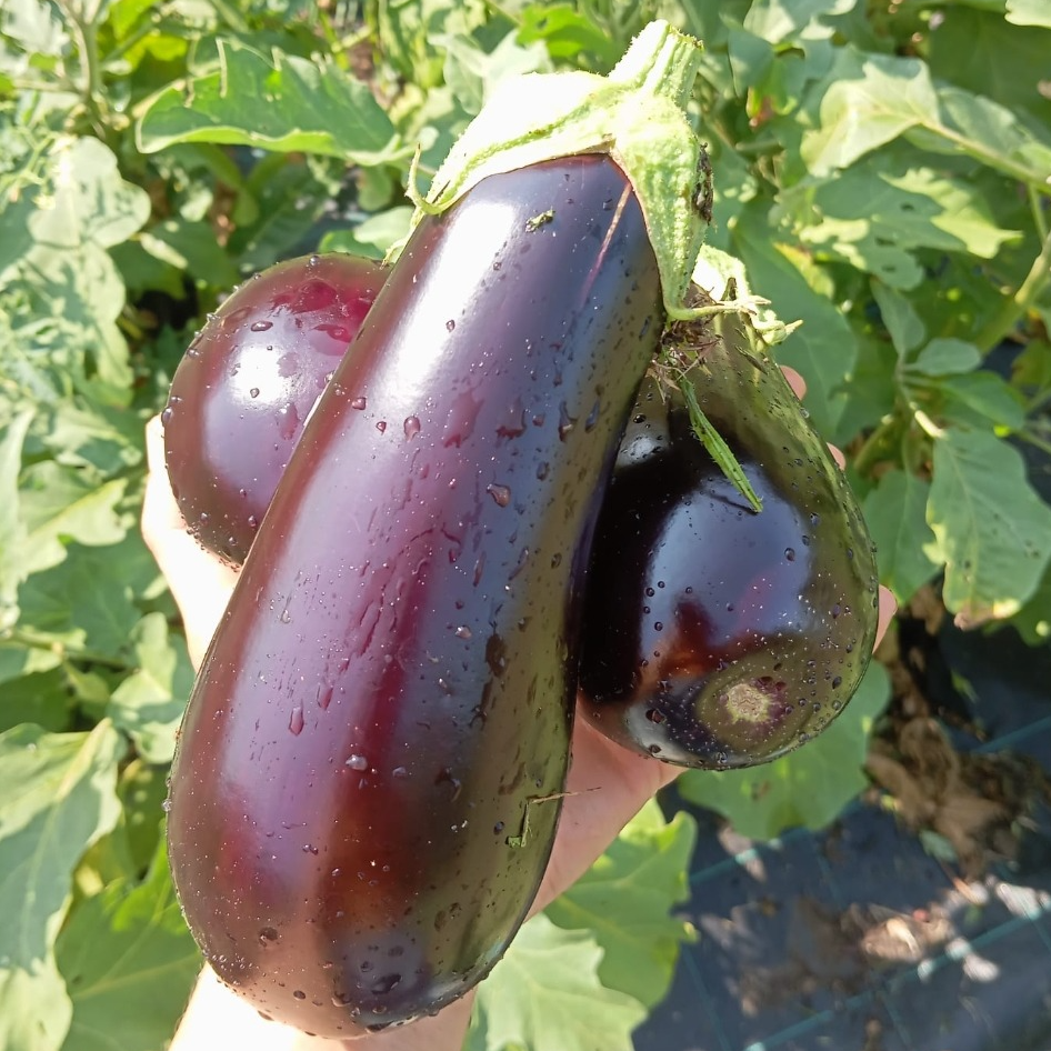 Aubergine Violette AB