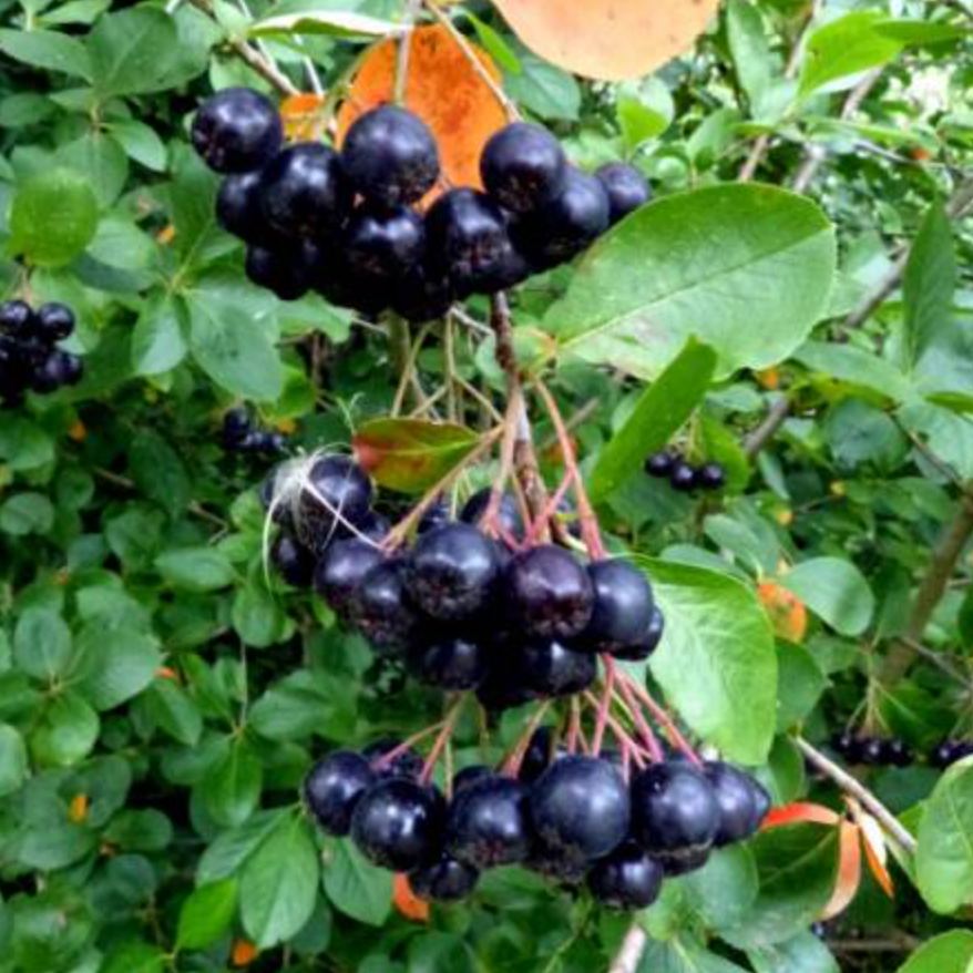Aronie noire de semis Pot 2L