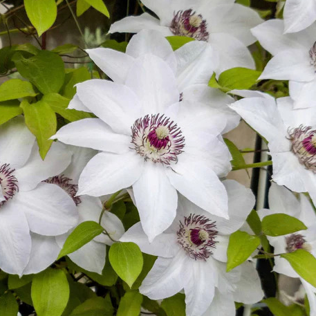 - Clematis "Miss Bateman" - Pot 60/90