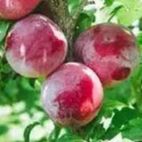 Pluot - Prunus dasycarpa "Biricoccolo"