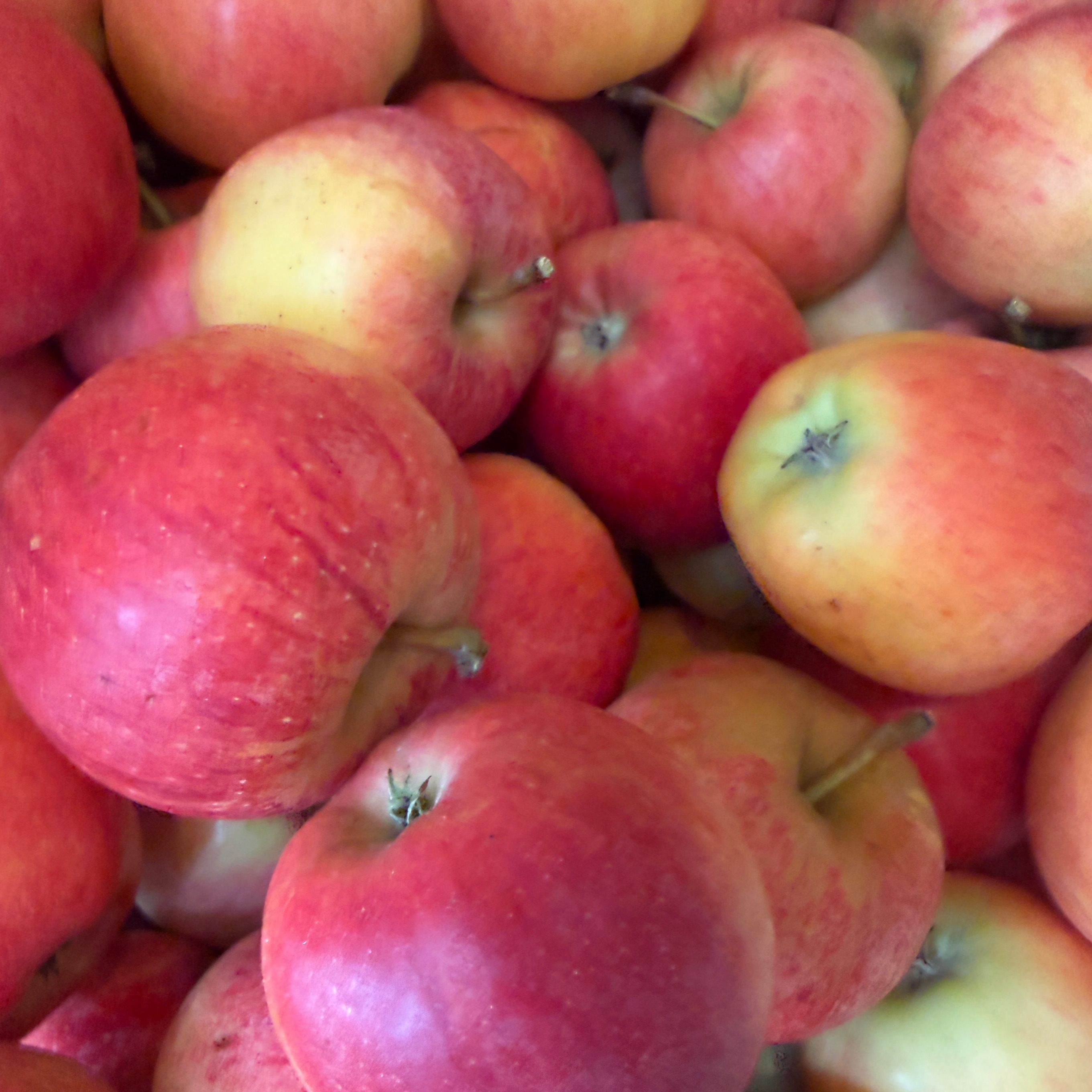 Pomme royal gala - 13kg