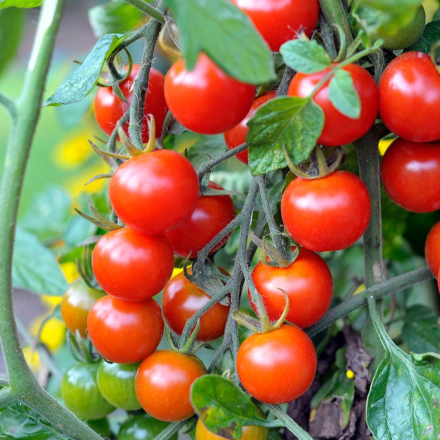 Tomate apéro en barquette - 350g