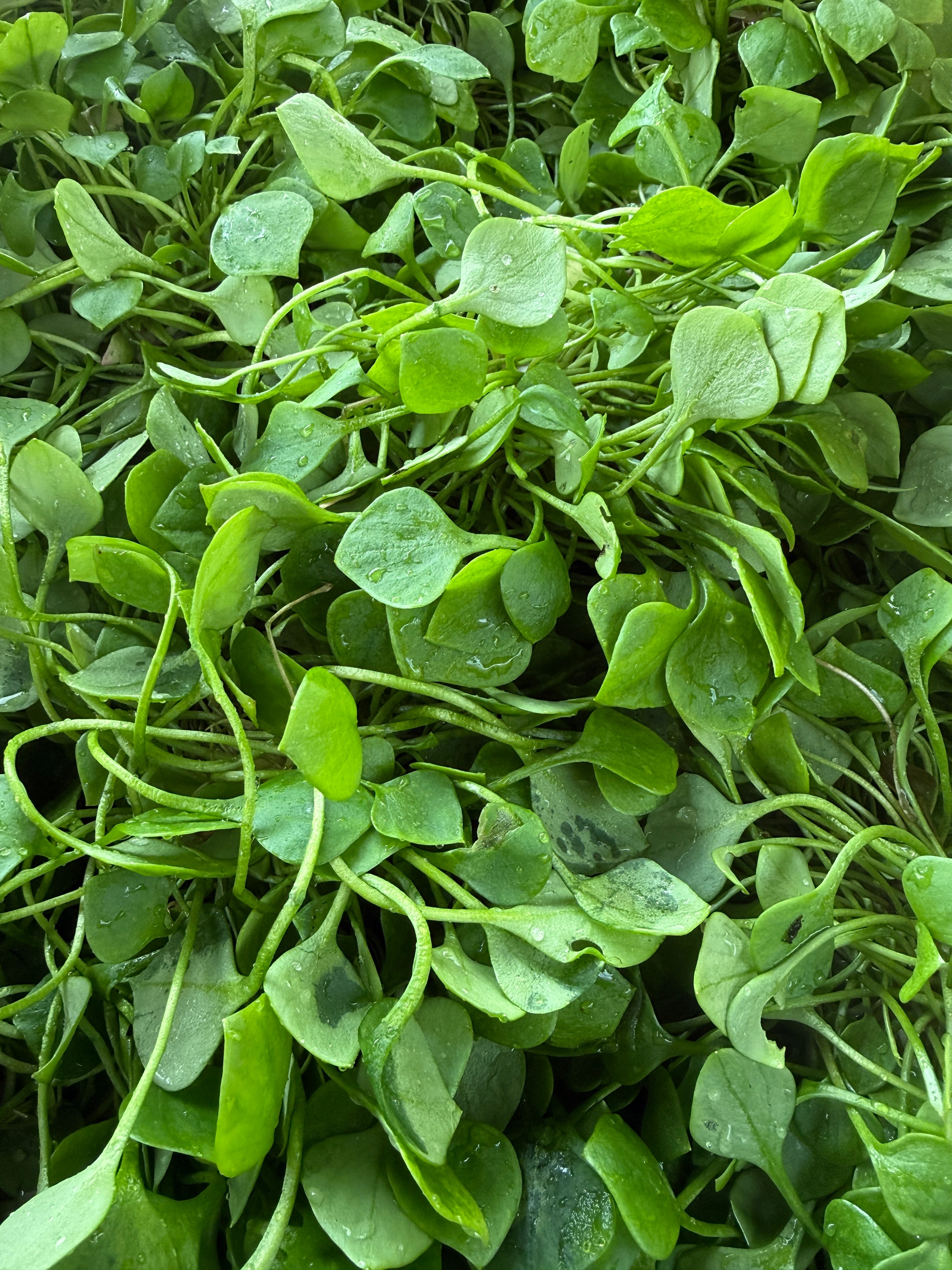 Salade Pourpier - 200g