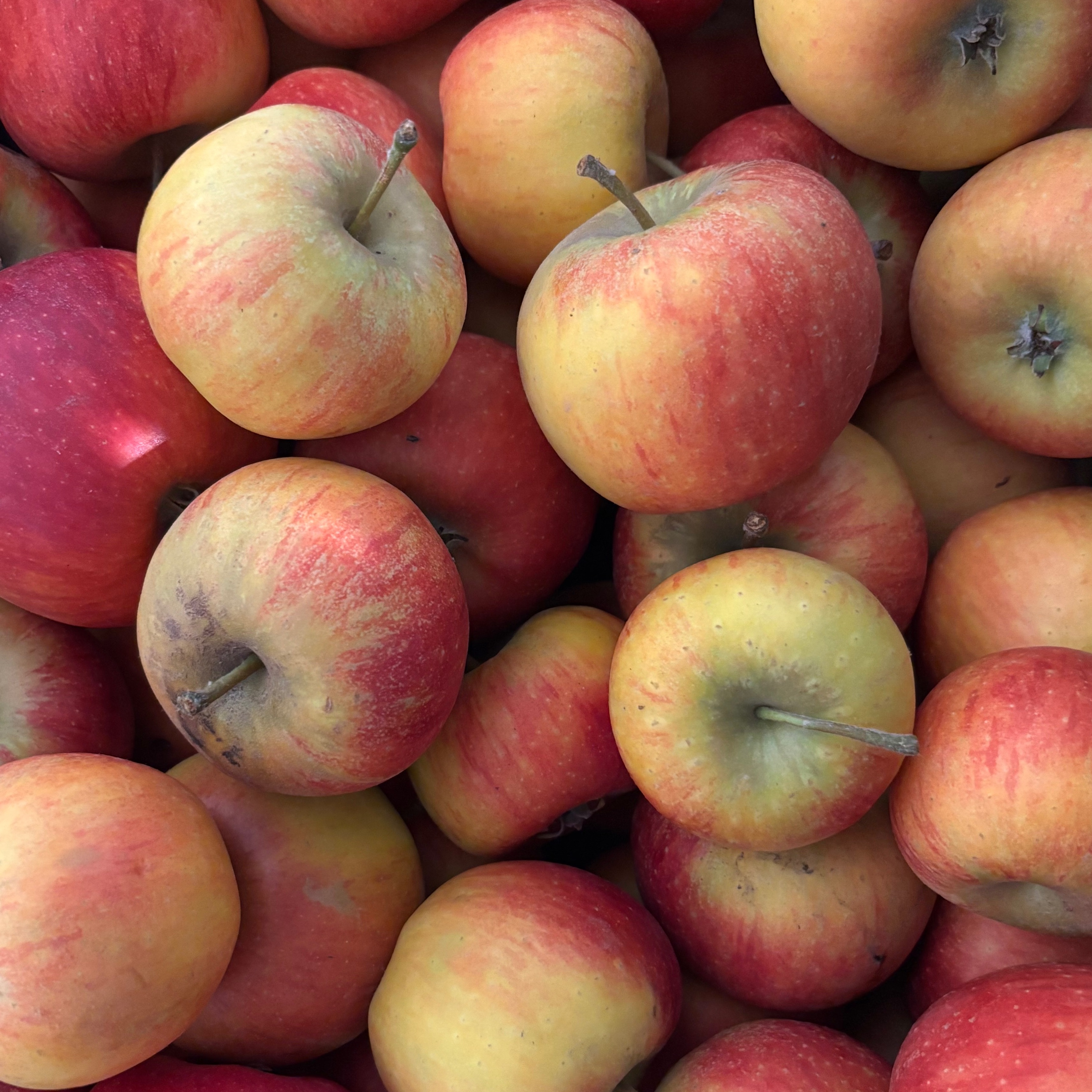 Pomme Pirouette