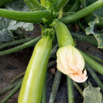 Plant Courgette Longue Verte Claire Bio - 150g