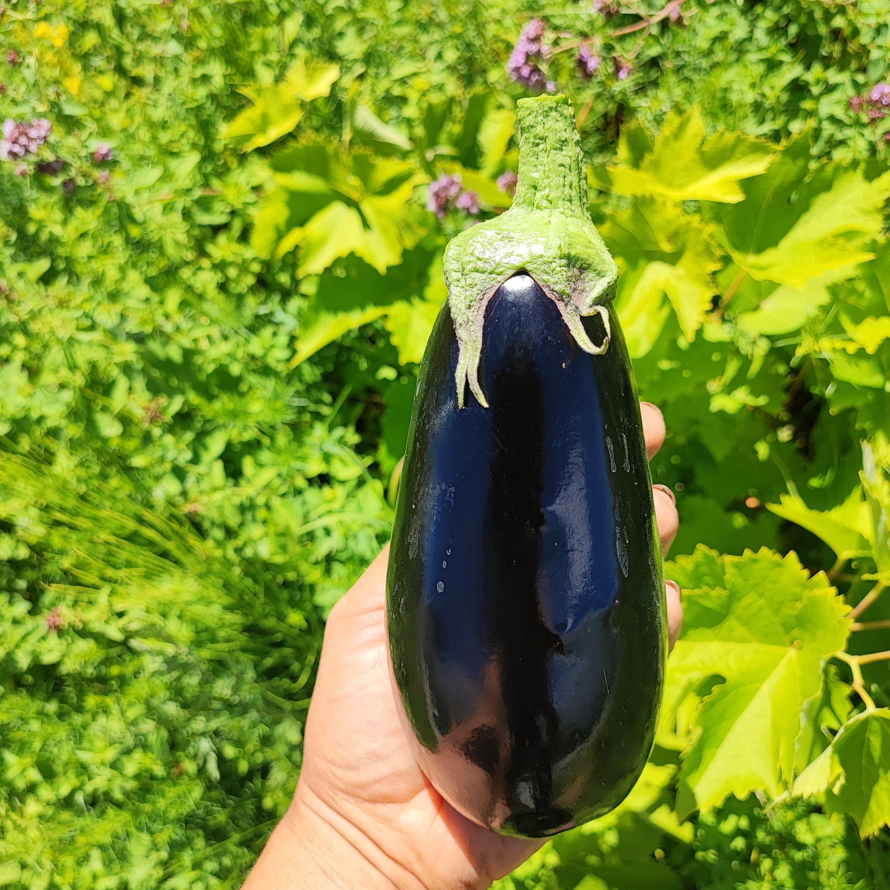 Aubergine violette
