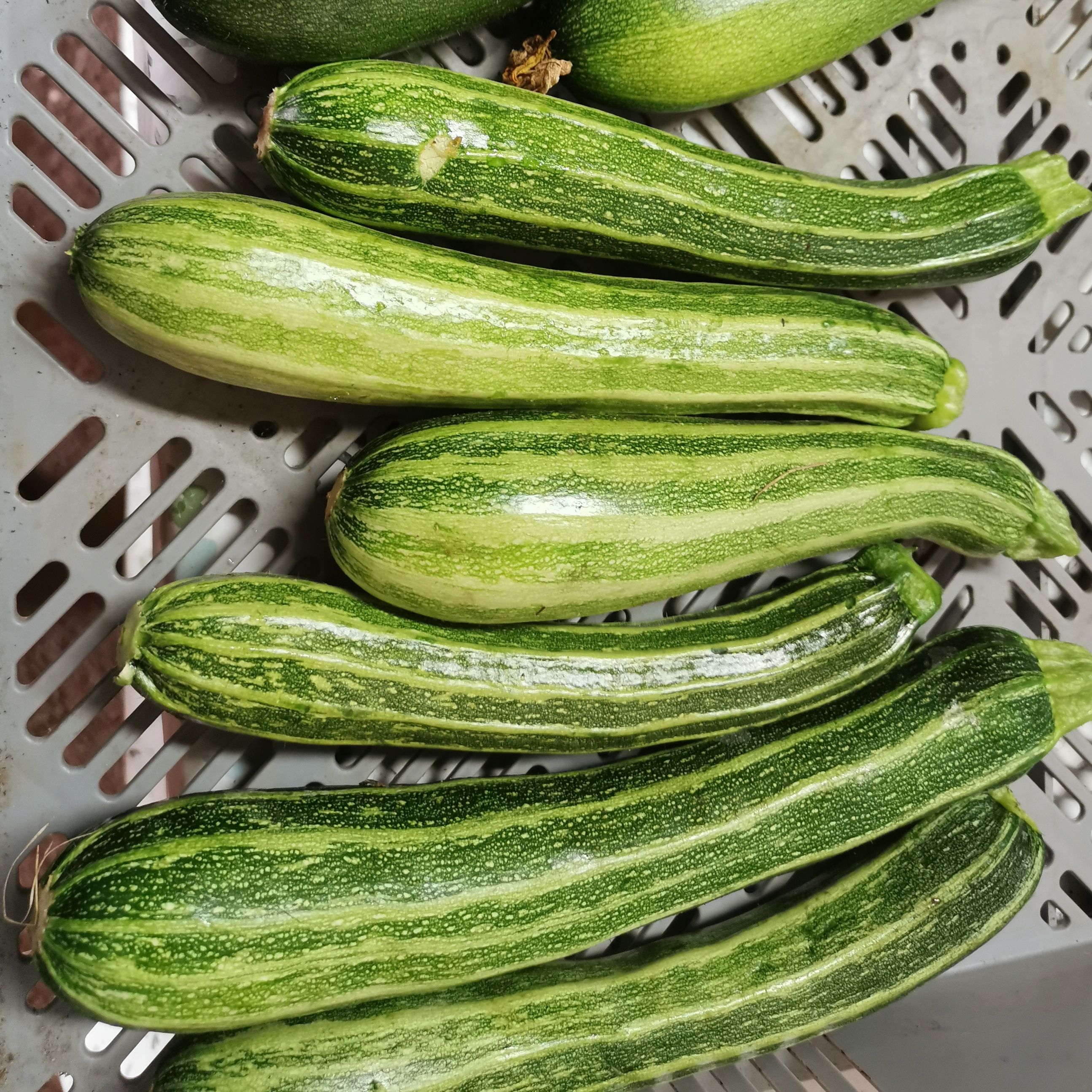 Courgette Verte