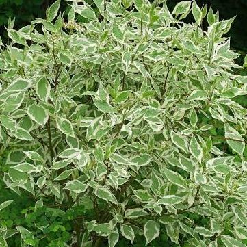Cornouillier blanc panaché - Cornus alba "Sibirica variegata"