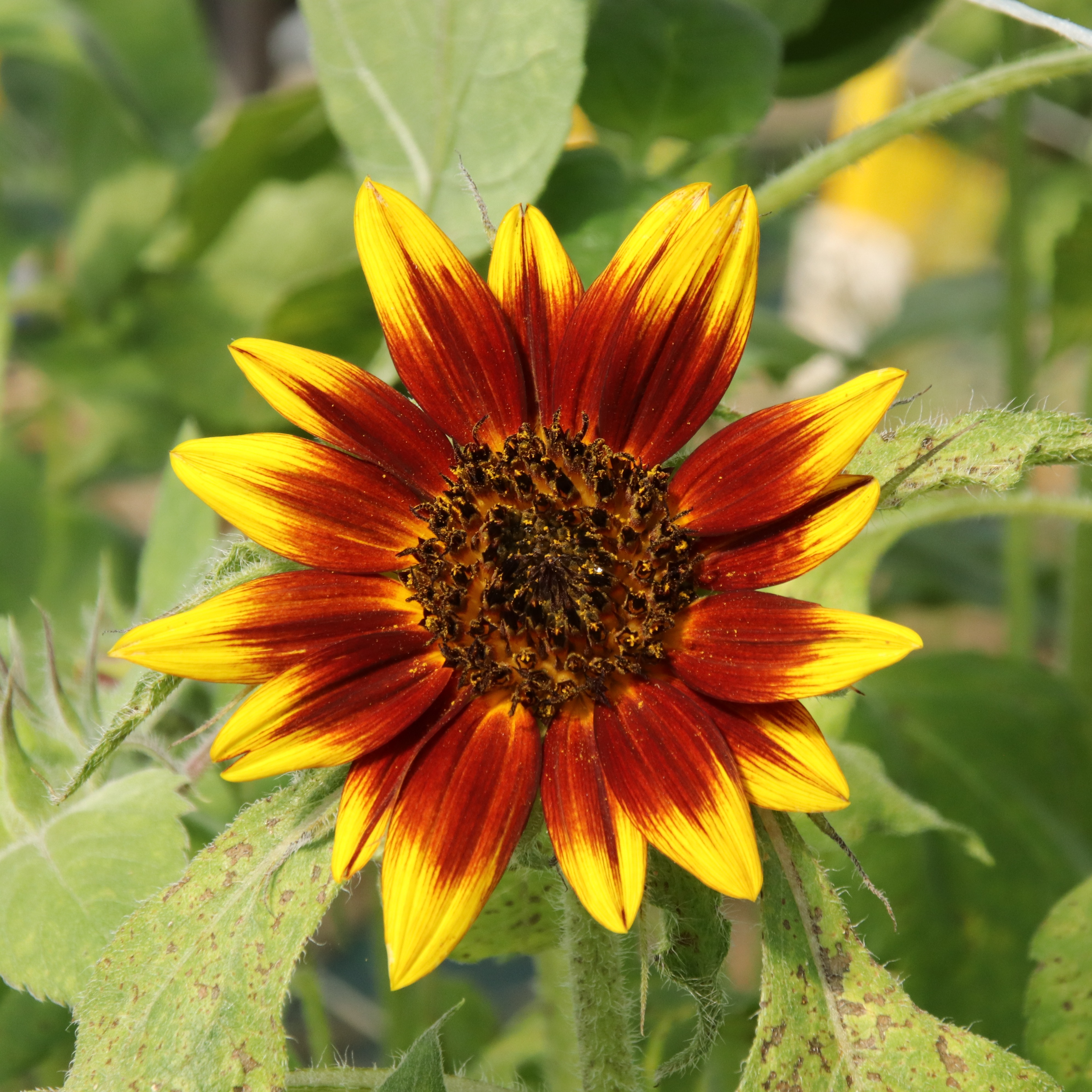 Soleil (tournesol)