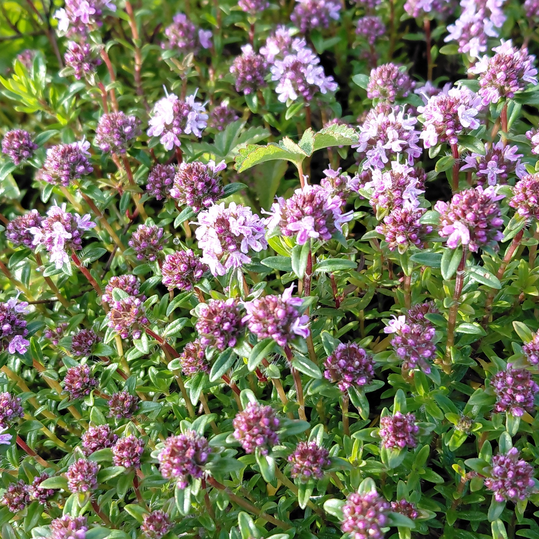 Thym serpolet - 1l