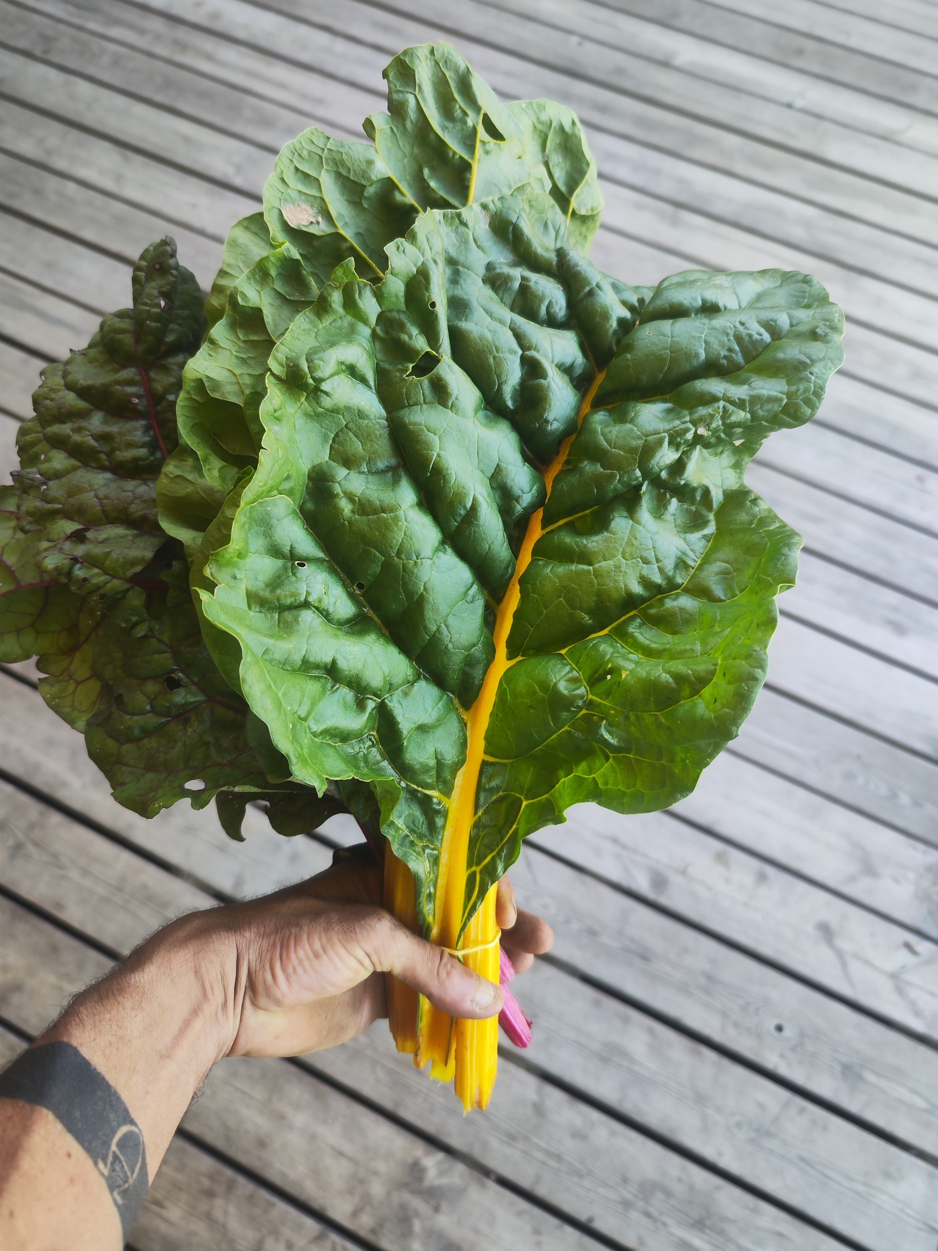 Blettes a cardes colorées en mélange