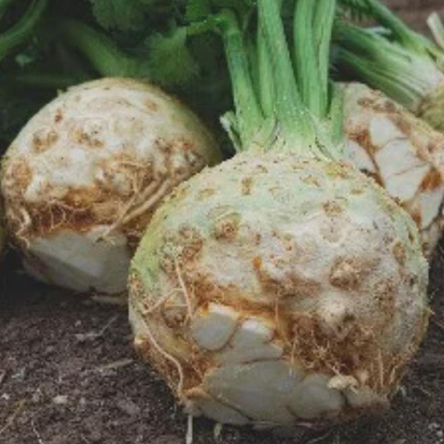 Céleri-rave (petit) - Pièce - 300g