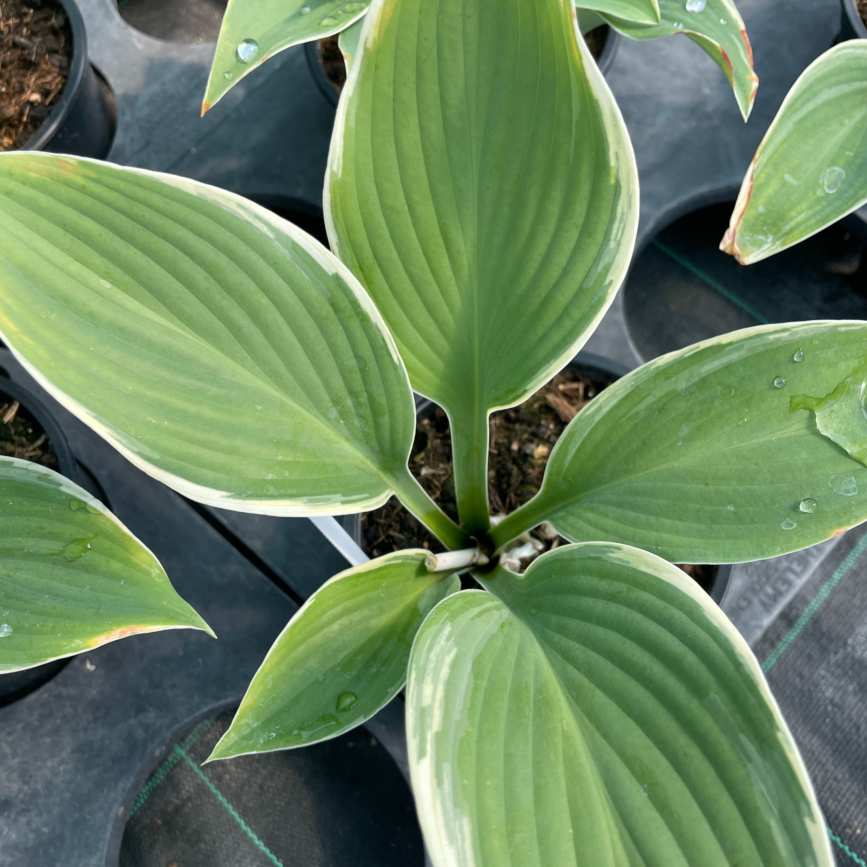 Hosta ‘Regal Splendor’