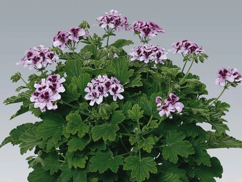 GERANIUM ORANGE
