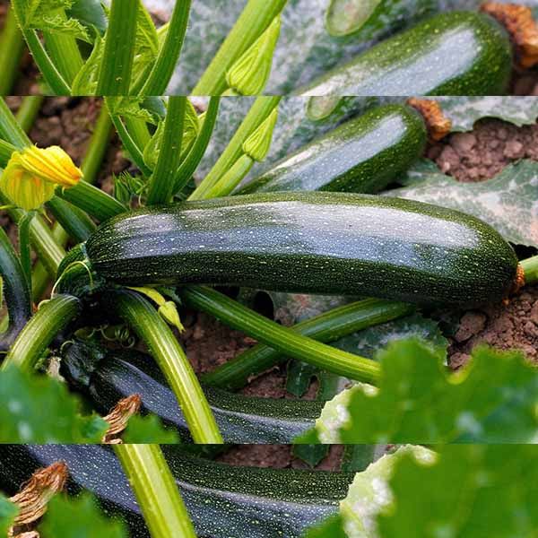 Plants De Courgettes Vertes