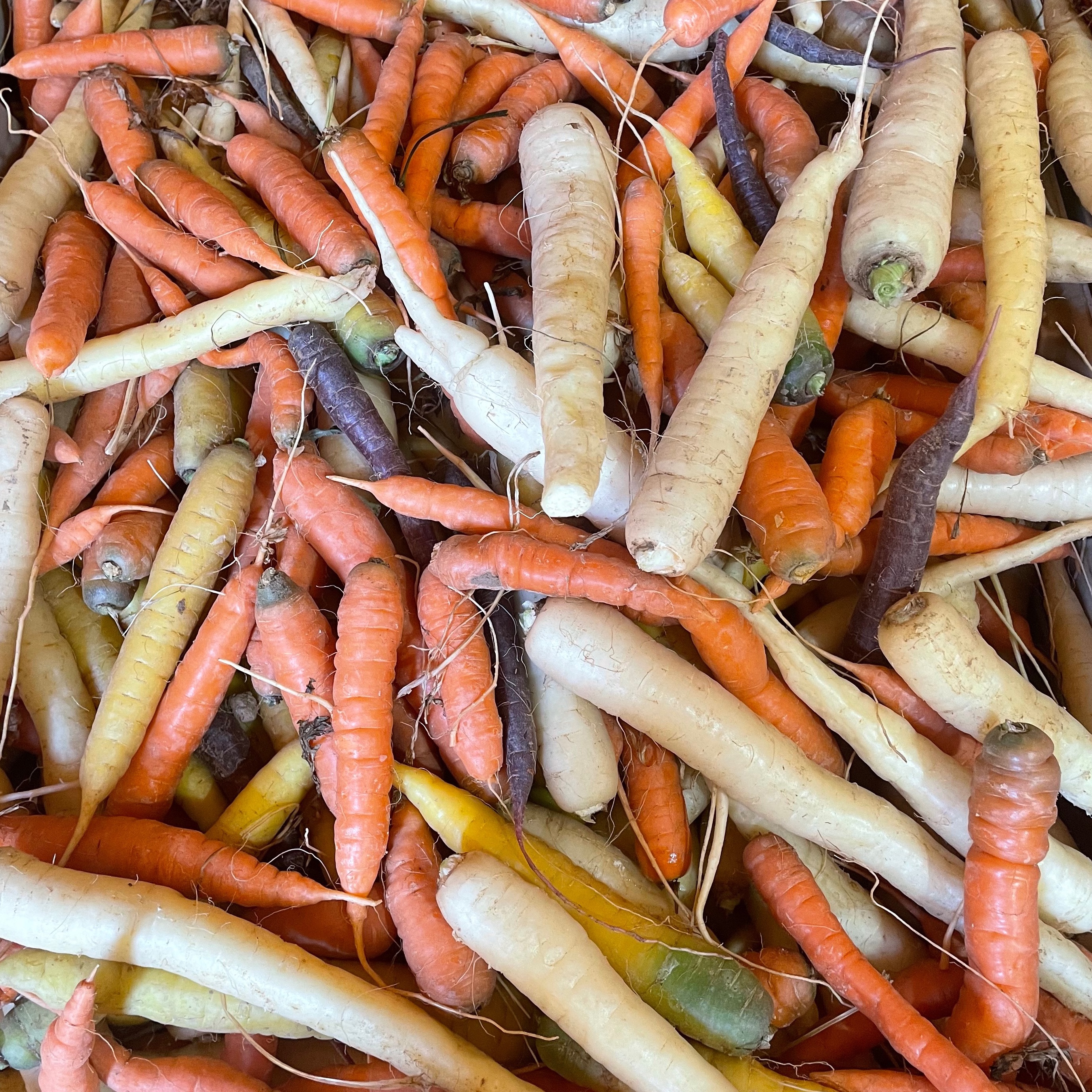 Carottes de couleur