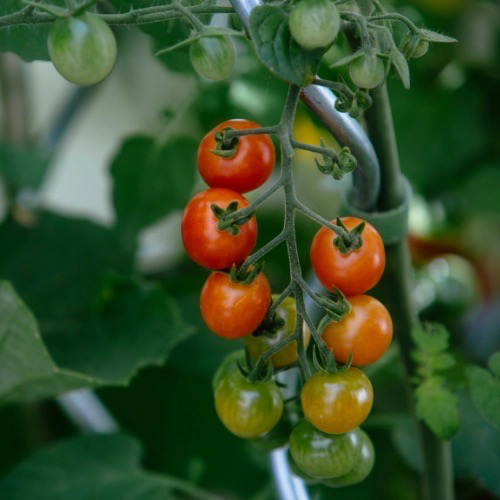 TOMATE Cerise Barbaniaka Bio