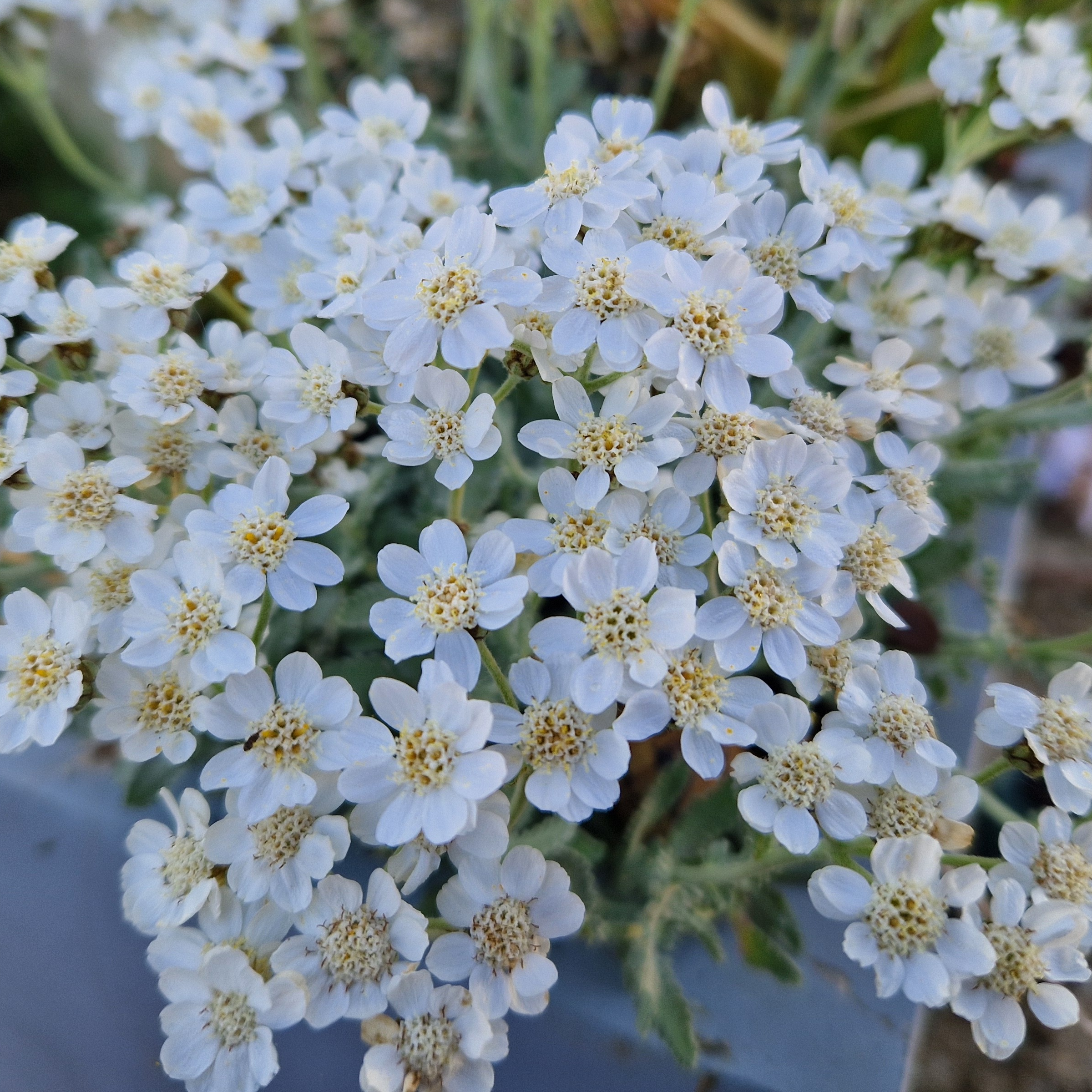 Achillea umbellata