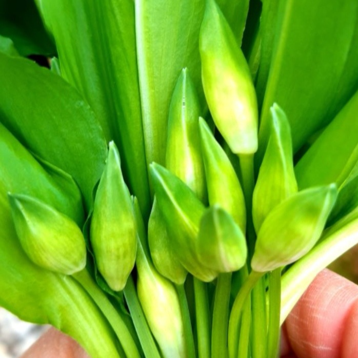 Bouton de fleurs d'ail des ours (par 25)