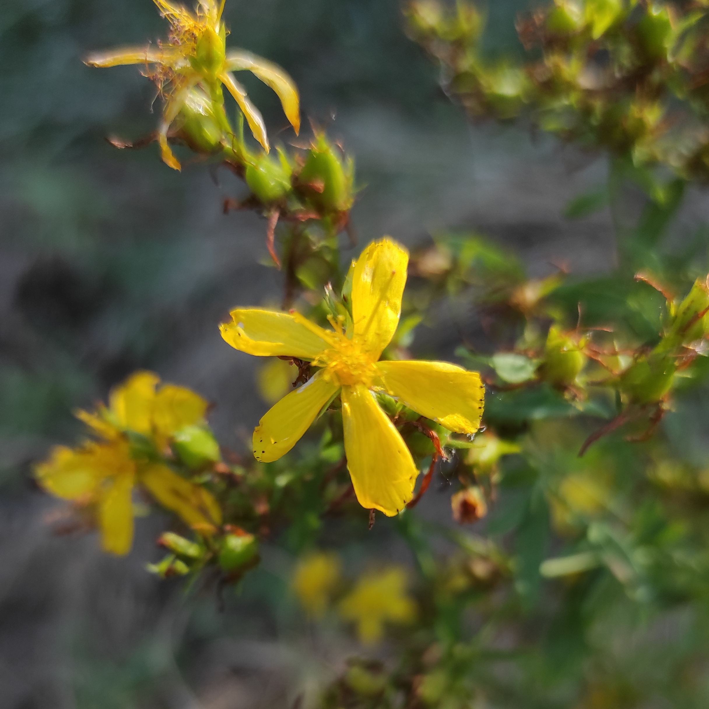 Alcoolature Millepertuis