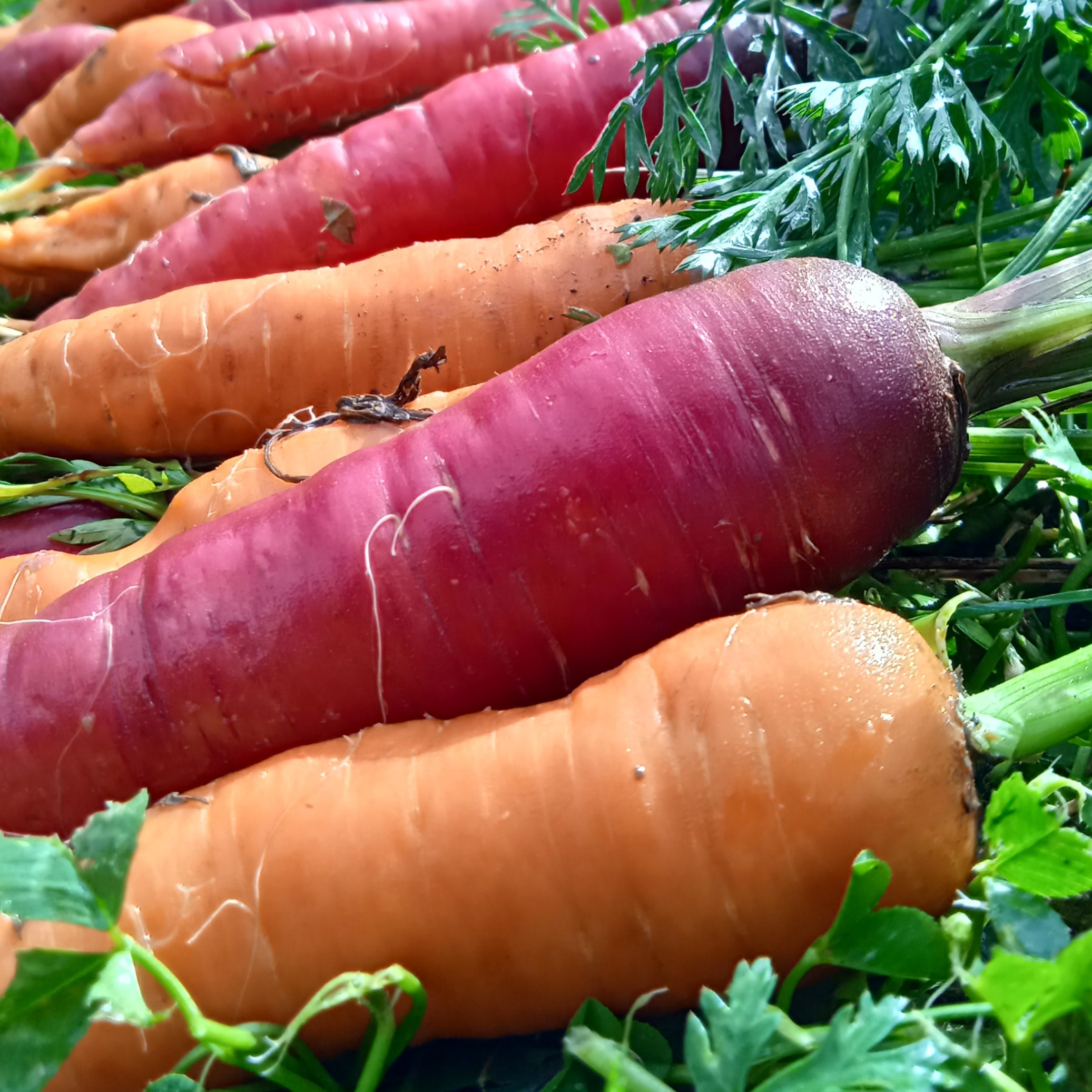 Carottes déclassées