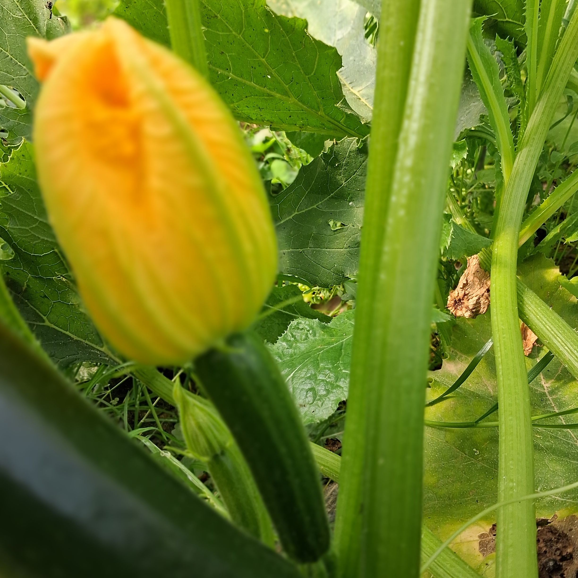 Fleurs de courgettes