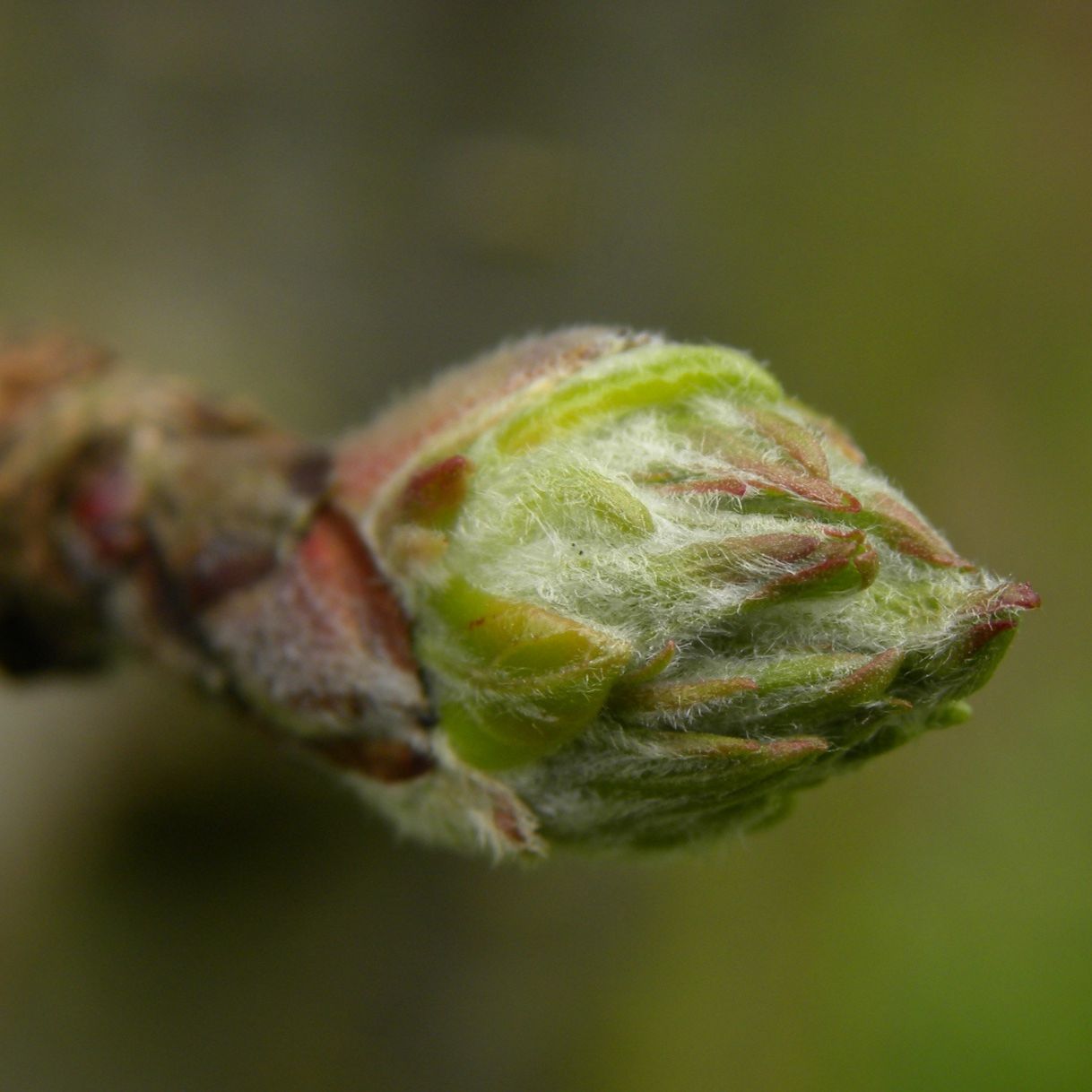 Extrait de bourgeons de Pommier - 50ml