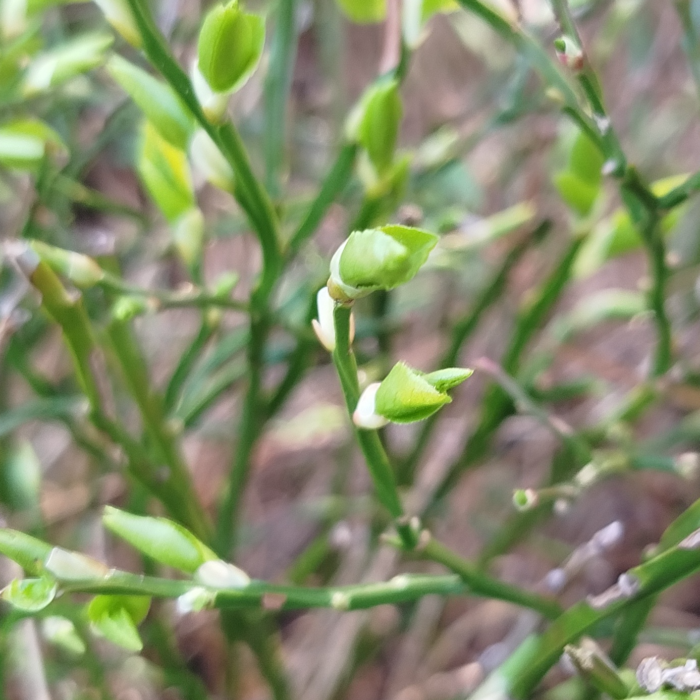 Gemmothérapie Myrtillier