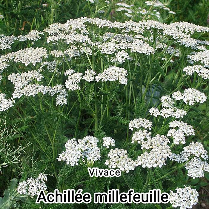 plant Achillée millefeuille bio