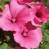 Fleurs de lavatére Rose (par 15)