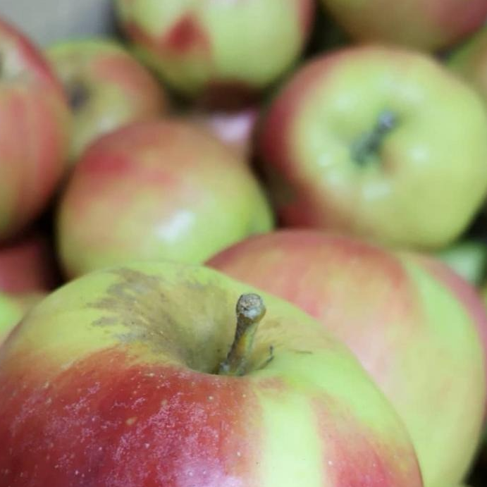 Pomme Idared (Clos de Rochy) - kg