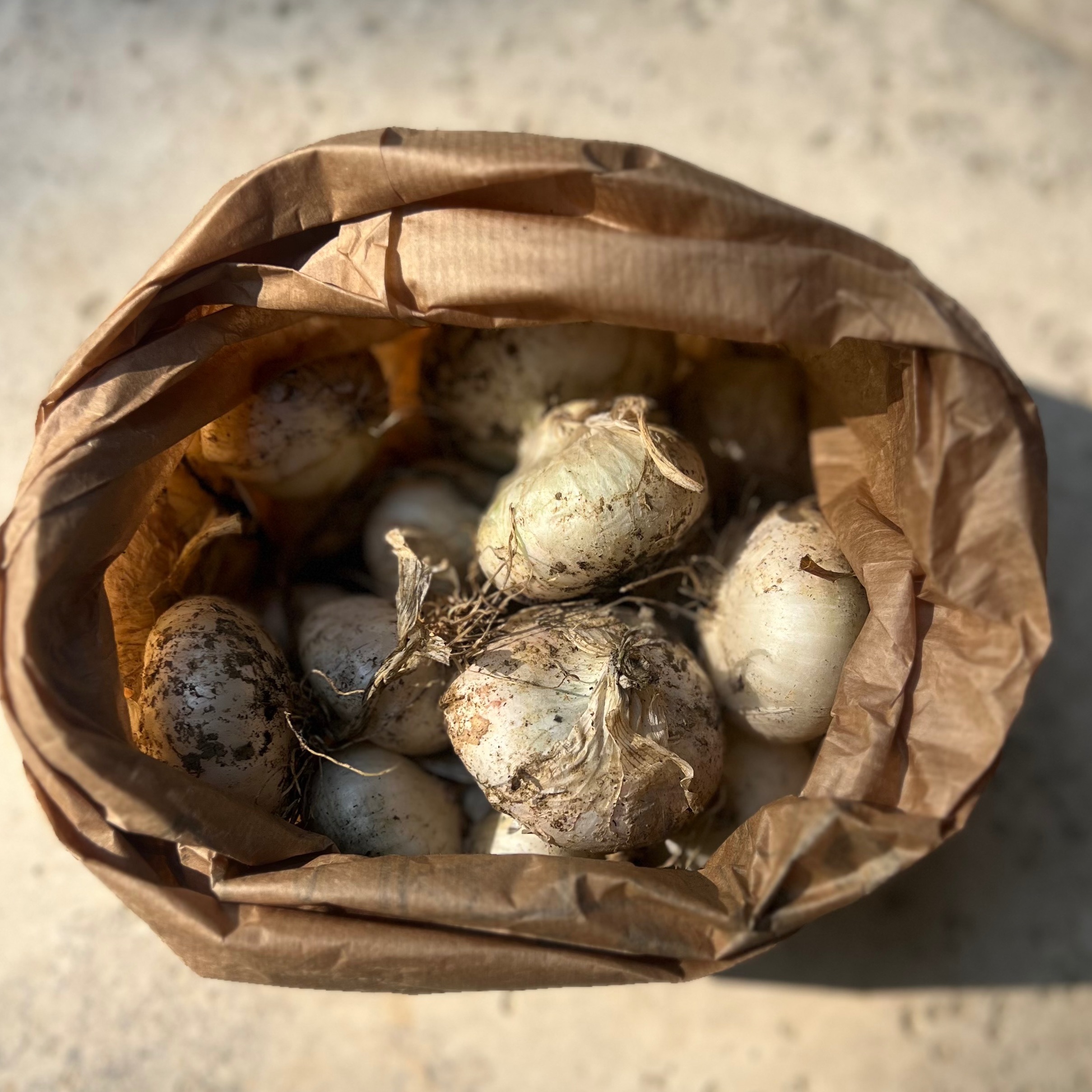 Oignon blanc (poche) - 500g