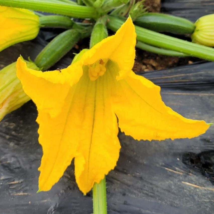 FLEUR DE COURGETTE