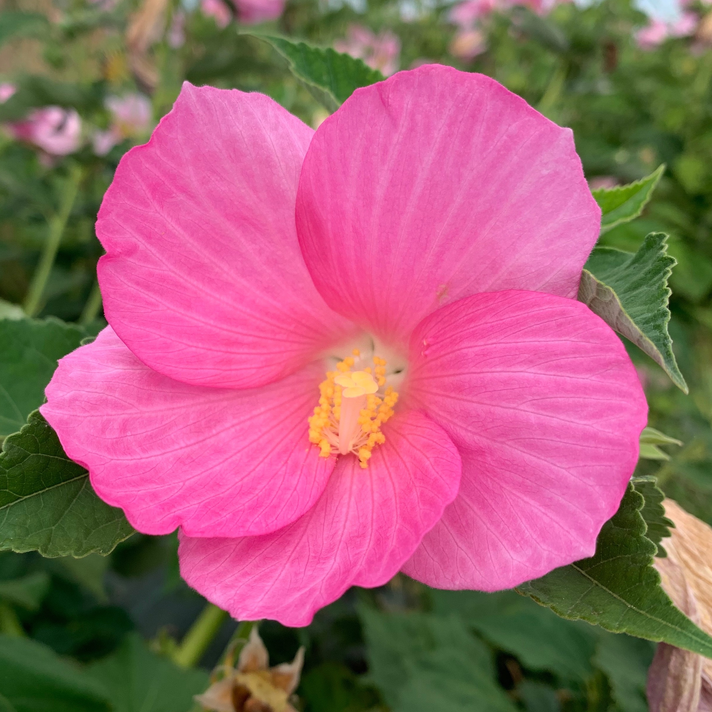Hibiscus des marais - pot 1L