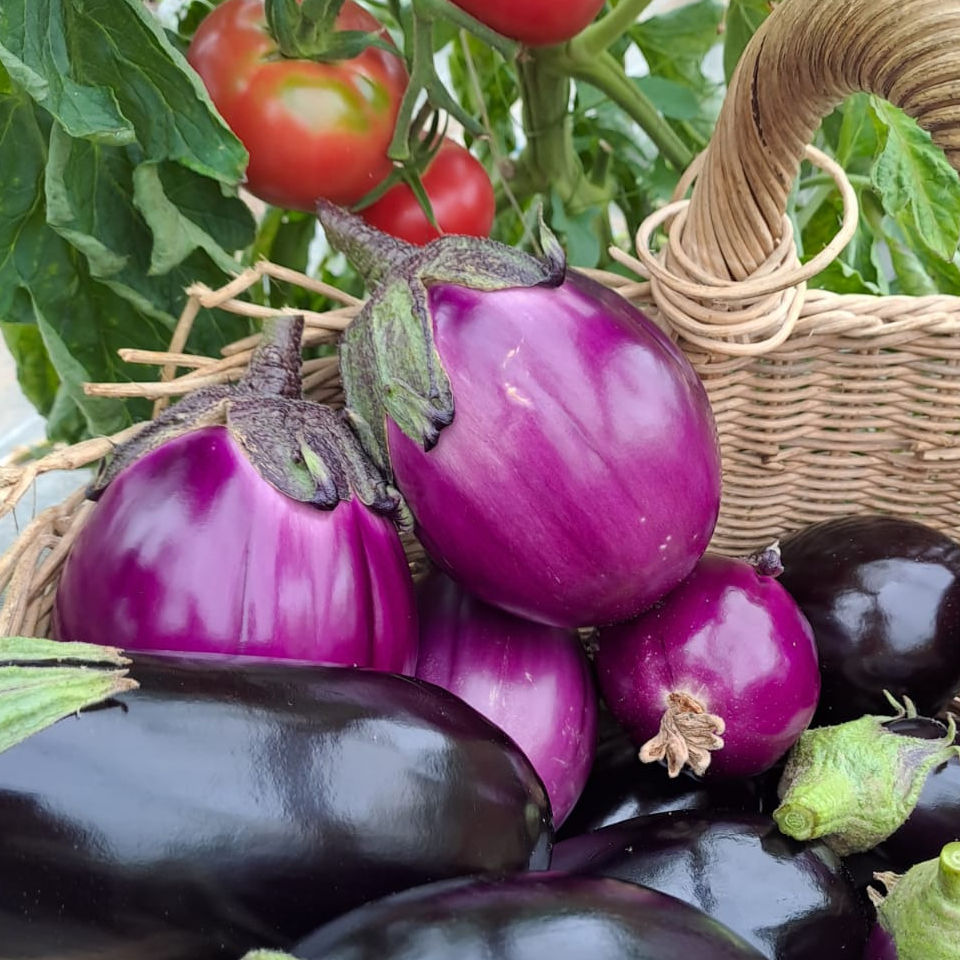 AUBERGINE ronde violette bio