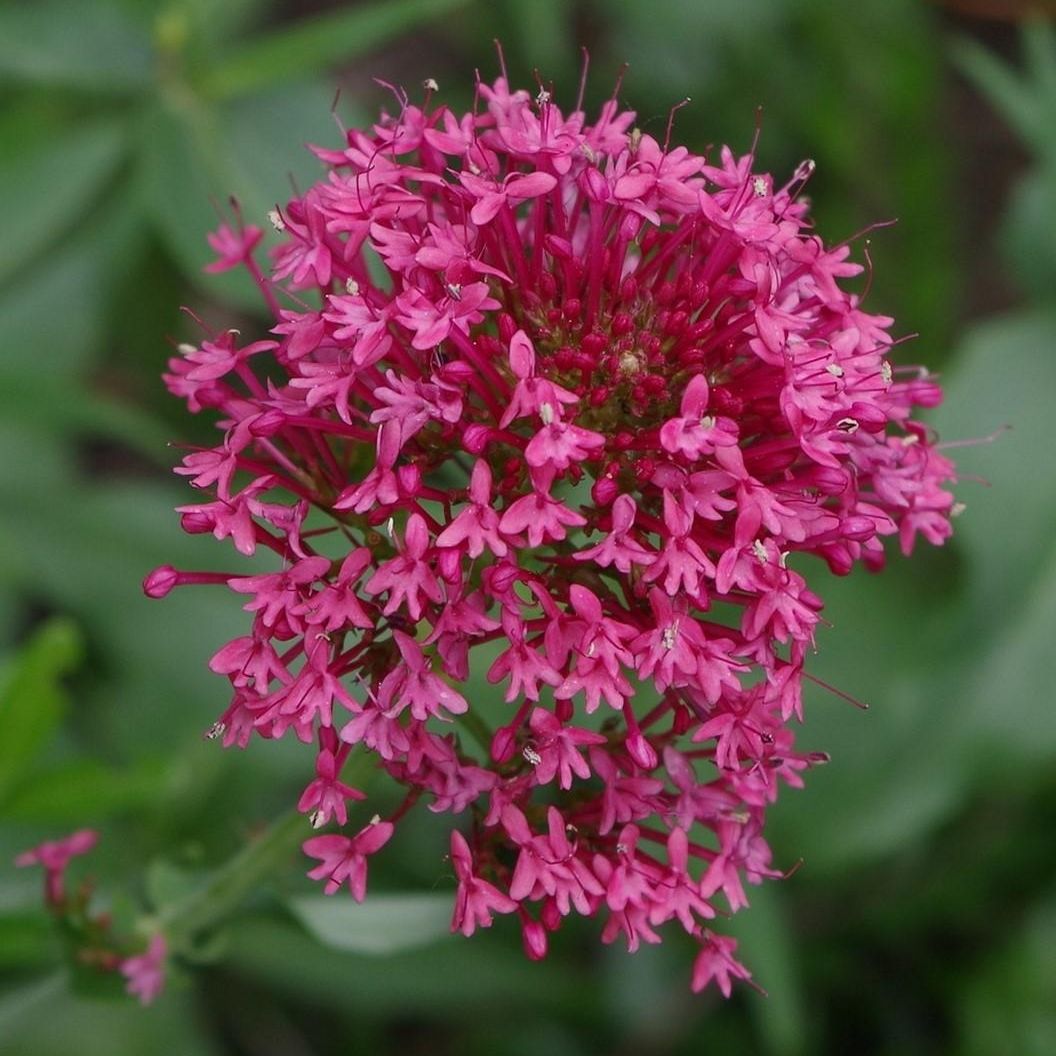 Valériane rouge (Centranthus ruber coccineus) - 1l
