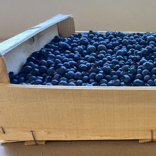 Cagette Vrac 5 Kg - Myrtilles cultivées fraiches - 5kg