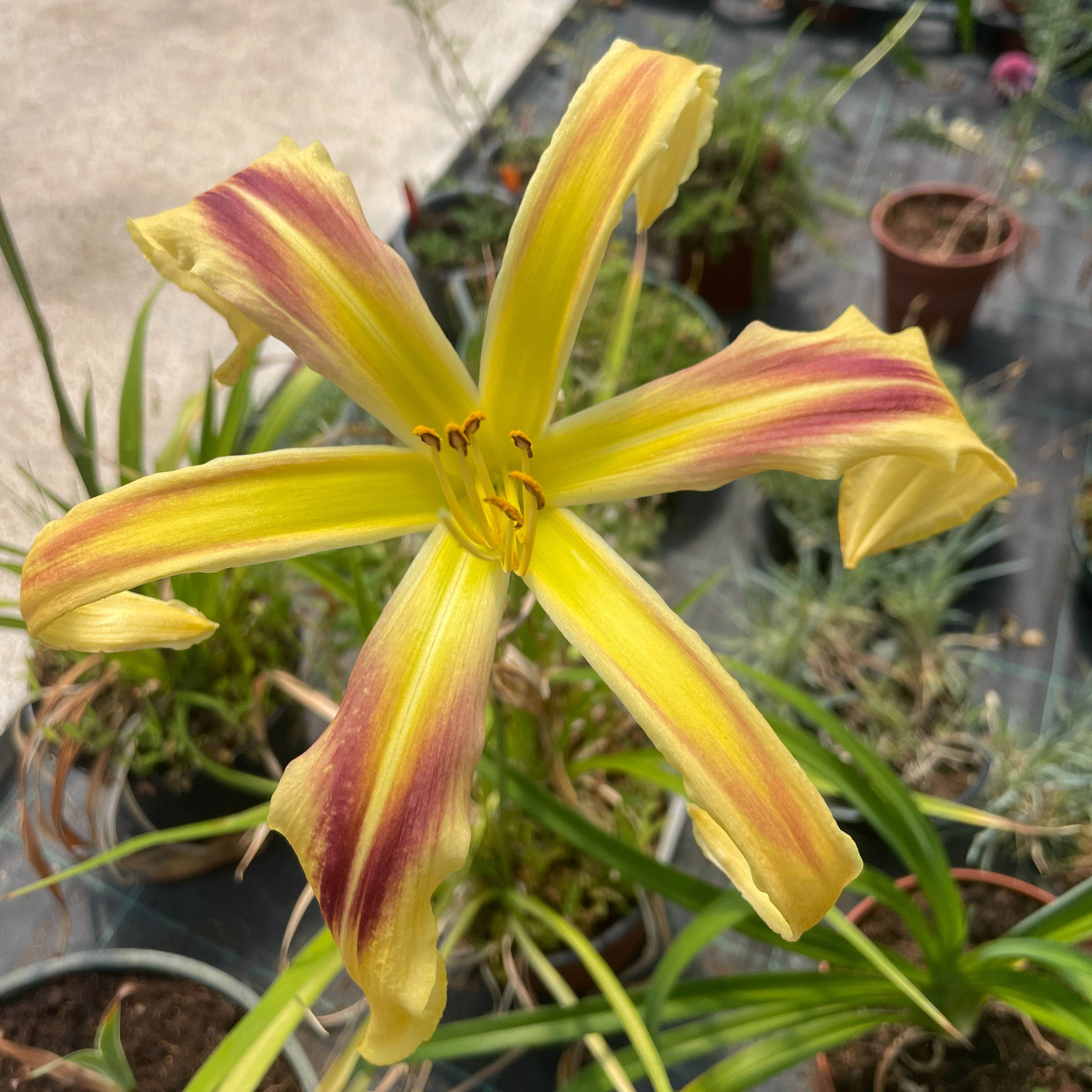 Hemerocallis 'Free Wheelin'