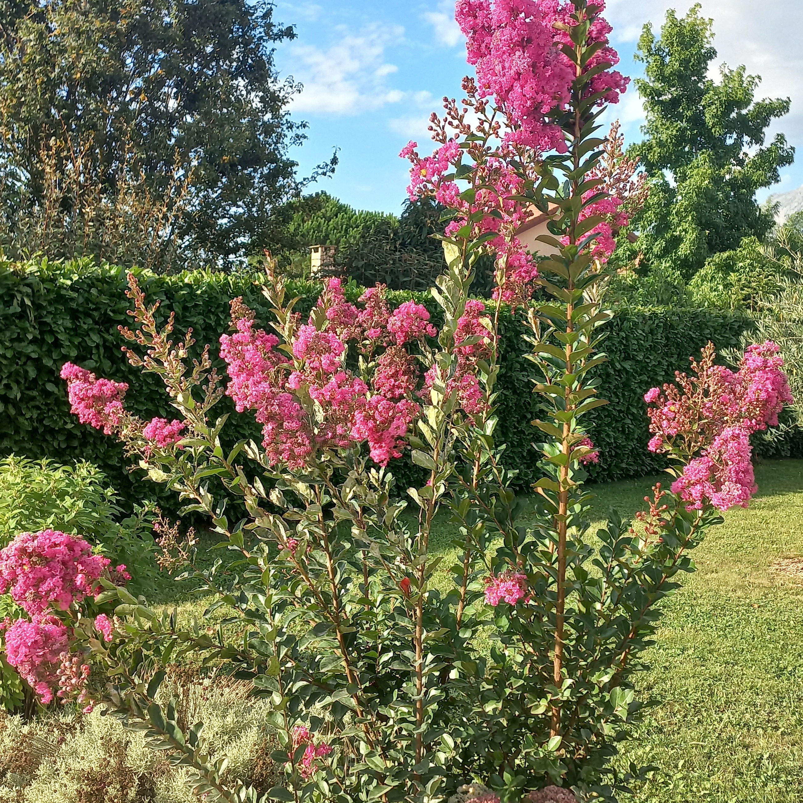 Lagerstroemia ou Lila des Indes en pot 4 litres