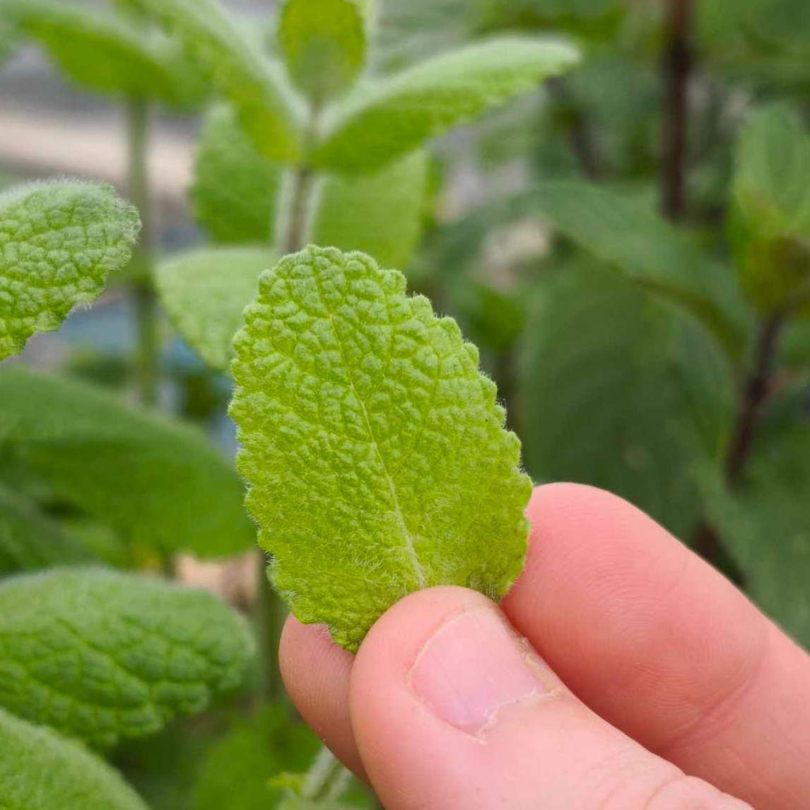 Menthe (mélange variétés)