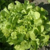 LAITUE FEUILLE DE CHÊNE - 300g