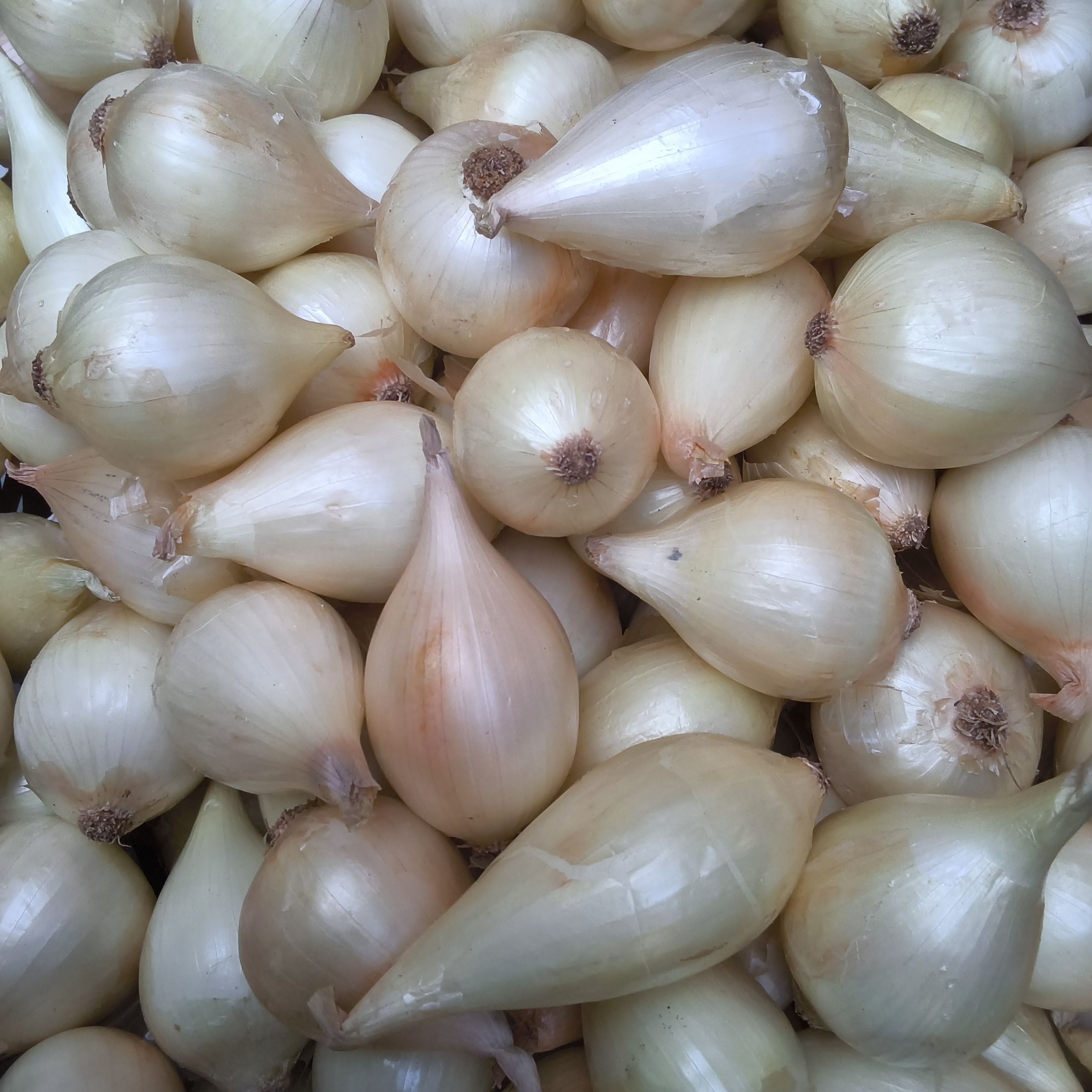 Oignons doux des Cévennes AOP grelots
